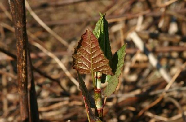 Image of a new Japanese knotweed shoot.